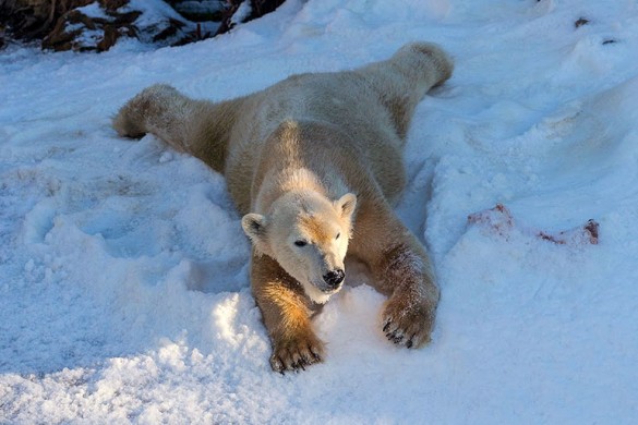 Белым медведям завезли снег