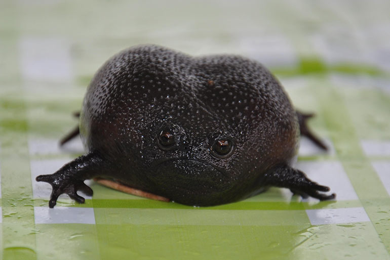 У африканской дождевой жабы нет поводов для радости